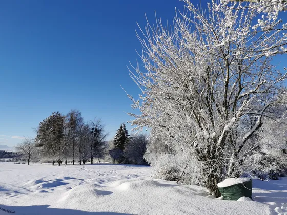 Frost-covered trees and the snowfield, one January morning